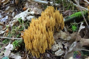 ramaria flaccida (1000 x 667).jpg_product